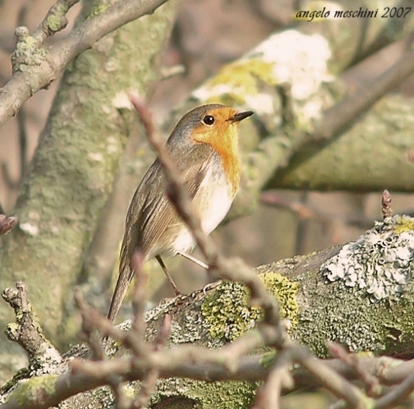 Pettirosso Erithacus rubecula. frames.